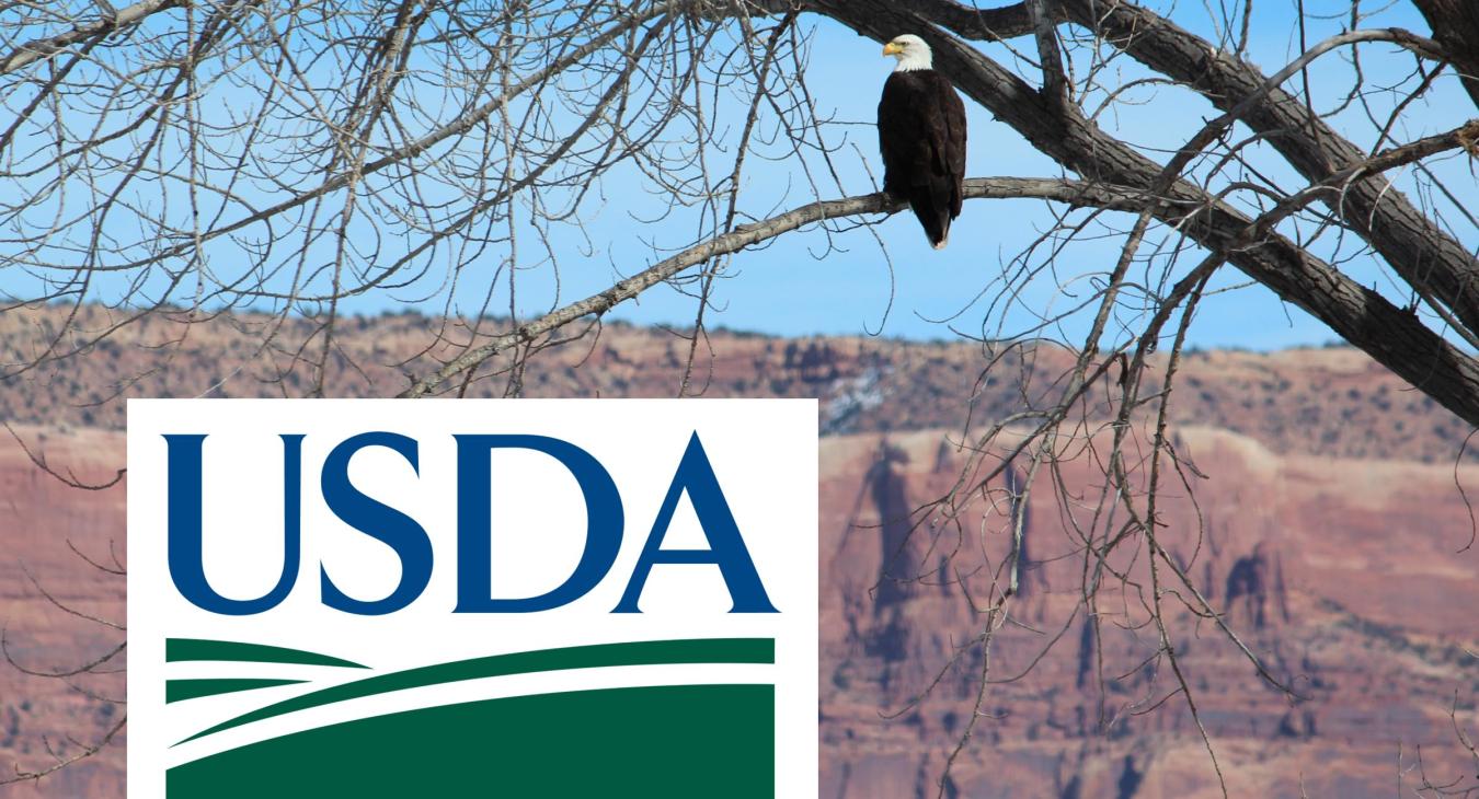 A Bald Eagle in Paradox Valley with a USDA Logo